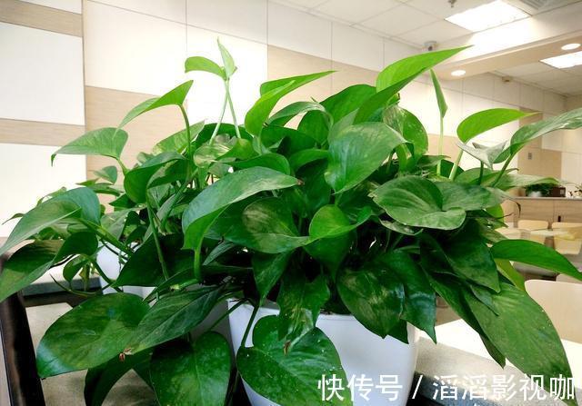 黄叶|养绿萝,按照顺序“4步走”,做对了30天爆盆,从不黄叶