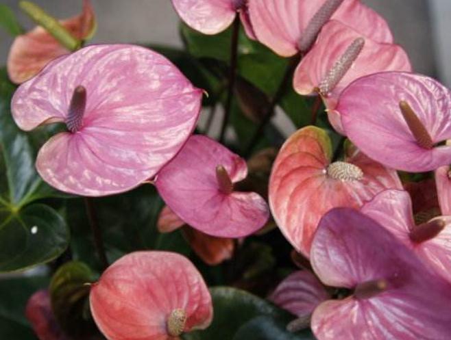 啤酒|养红掌,只浇水“死得快”多做“一步”,红花开满盆,满屋红火