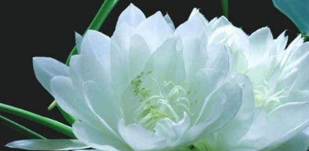 美人|世界上最短暂的花像月下的美人,盛开2小时后就凋谢