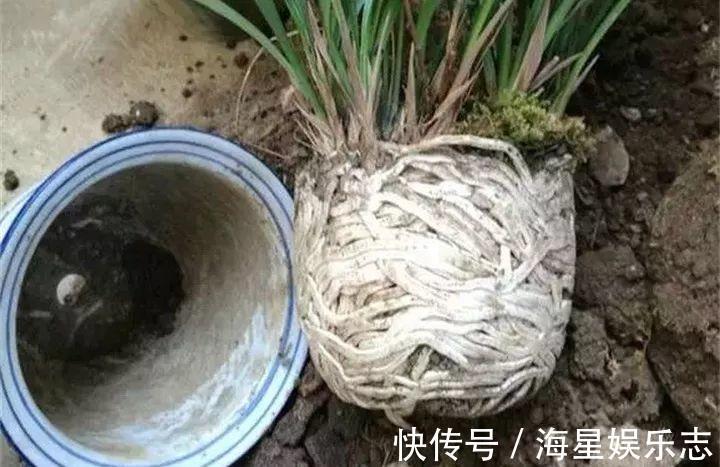 扦插|9月养花，6件事趁早做，下半年进入疯长模式！
