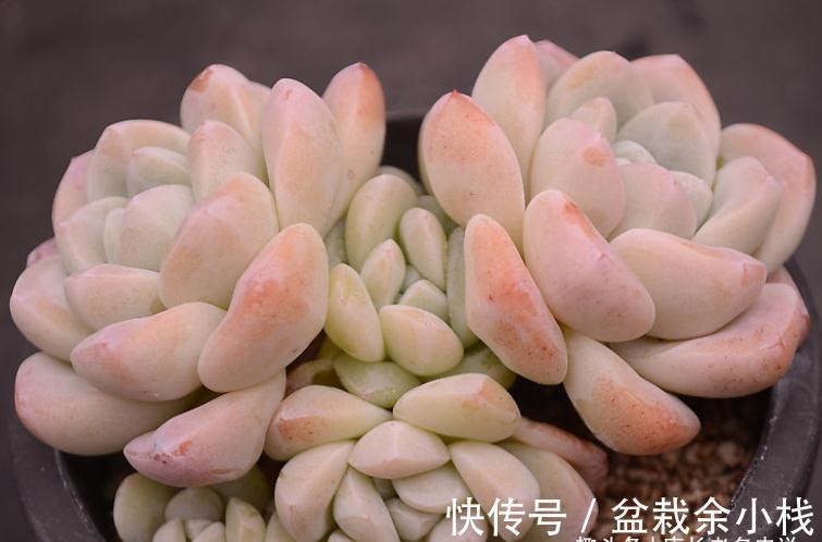 多肉冰玉见多了,但老桩不常见,用两种方法可养出粗腿的冰玉老桩