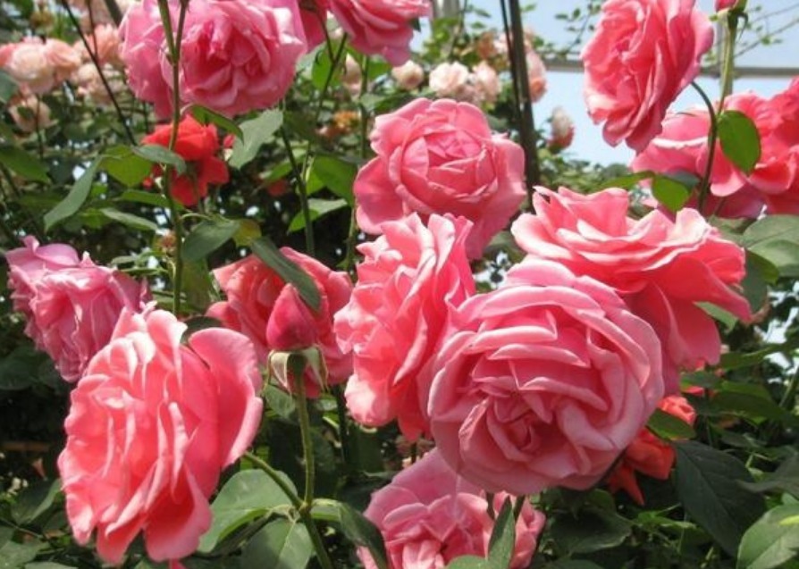 养花就养这几款，花朵小巧玲珑，花姿妖娆，四季繁花似锦