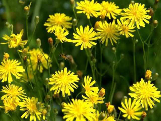 大山珍|農村不起眼的9大山珍,認識4個以上,說明你是真正的農村人!