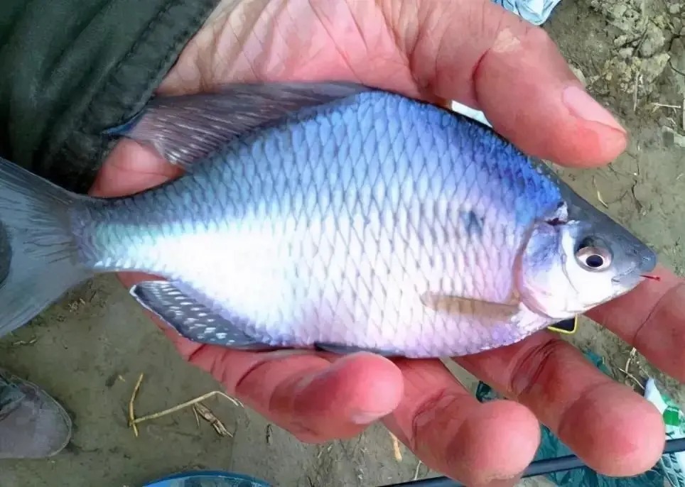 形似“屎光皮”、大如小鳊鱼，大鳍鱊不但好吃还很好钓