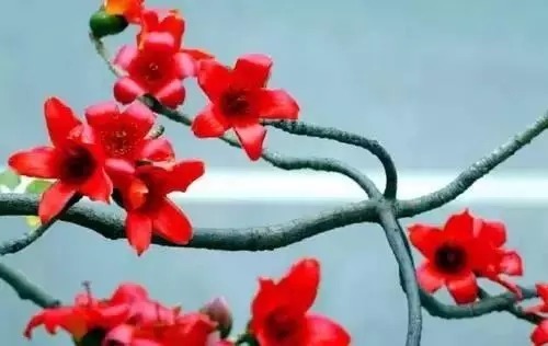 瑞香花|全国56市市花，太美了