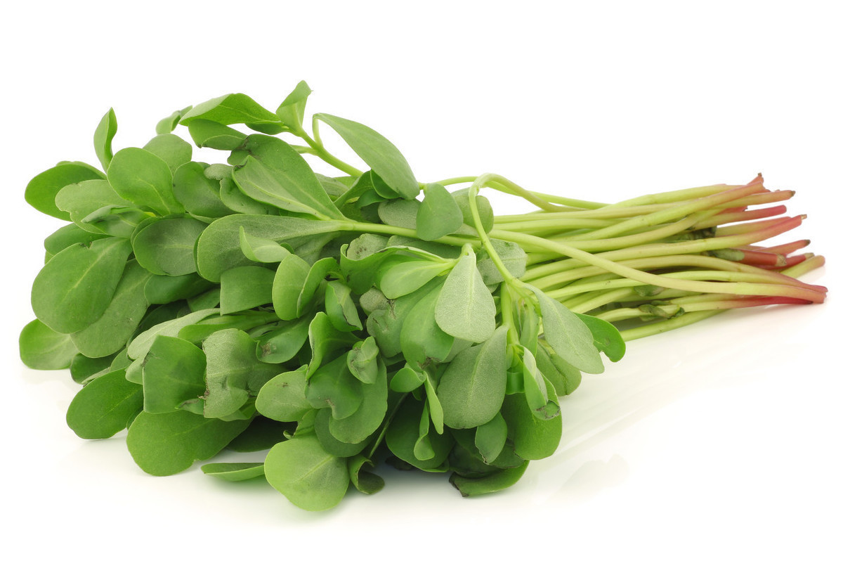 药性|马齿苋又被称为“长寿菜”,中医:常吃马齿苋有4大好处