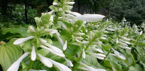 玉簪花|此花是中国名花,花叶俱美,香味宜人,好养易活,是盆栽佳品