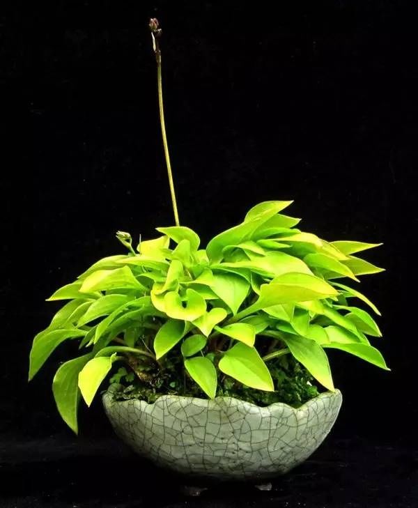 山野草，也高雅！