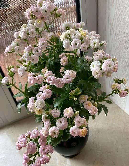 春天来临,这5种盆栽要修理一番了,剃成小光头,开花更顺利