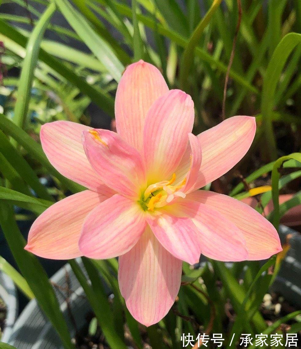 栽种|立秋之后，3种球根花卉可以种了，很好养各种花色无比美貌