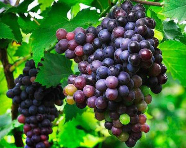 大变圆|孕妈连吃俩月葡萄吃“崩溃”,只为生个大眼宝宝,产后怀疑抱错娃