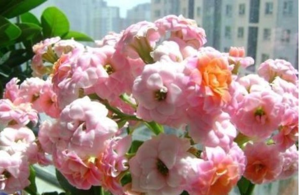 长寿花最怕的3点，现在避开了，还能开一茬，花量大1倍