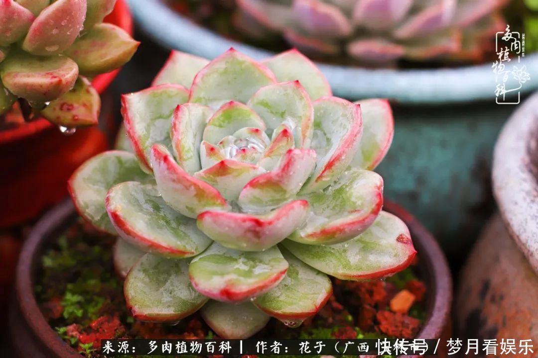 为了爱情|为了爱情来到陌生城市,偶遇多肉,地老天荒的爱恋!