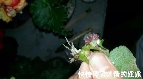 蟹爪兰|养花爱好者看过来这15种花现在“扦插”，生根快，一个周就长芽