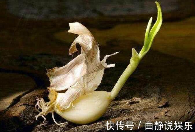 营养价值|此种食物发芽后吃，反而没毒，而且营养价值翻倍