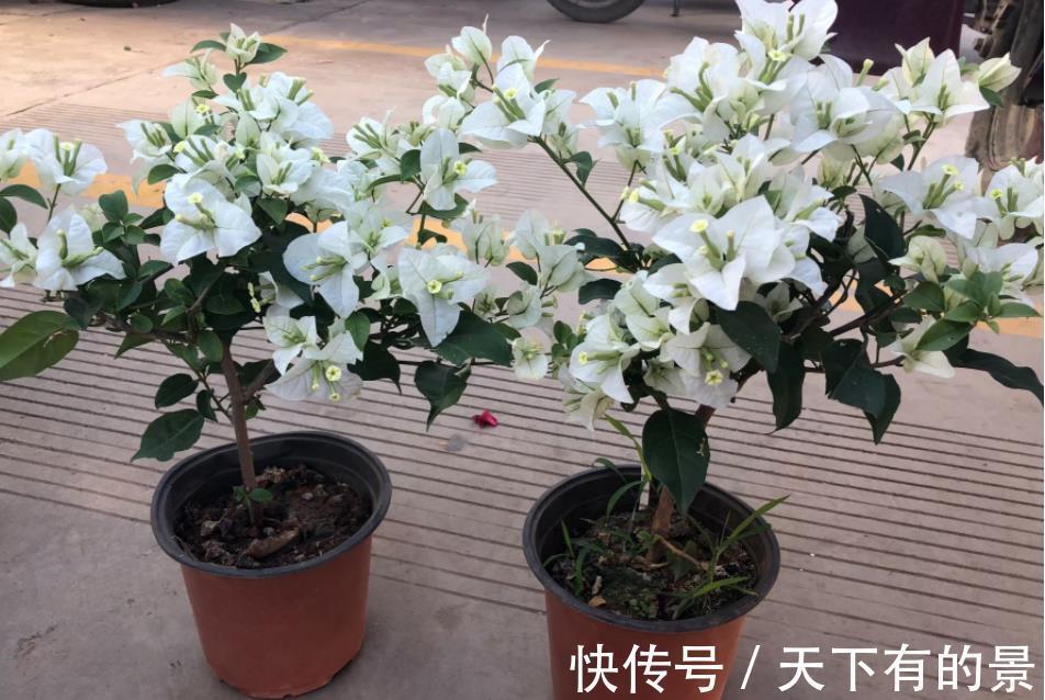 开花机器|养三角梅，反复做这件事，才不愧“开花机器”的美誉