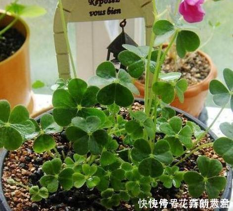 大蒜养花好处多,使用正确花草不生病虫害、黄叶情况少得多