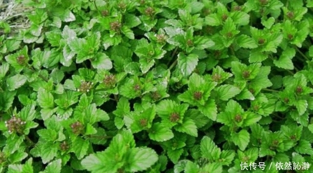 野菜|这野草在农村遍地都是,曾经被红军拿来充饥,还能为皮肤做调理