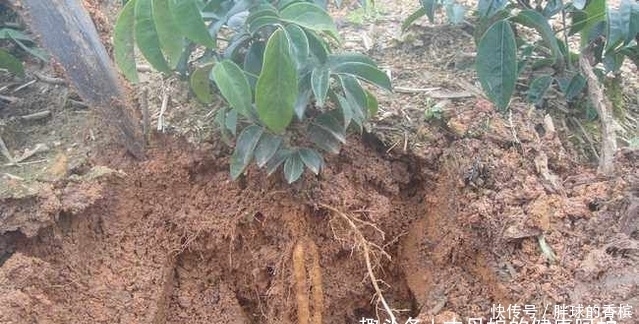 早知|十个人九个腰疼,用此物泡水喝,腰不疼了,腿不酸了,早知早健康