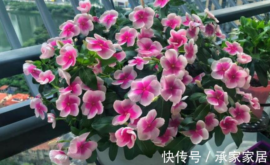 皮实|适合新手的6种漂亮花，号称“开花机器”，养一盆多季节有花赏