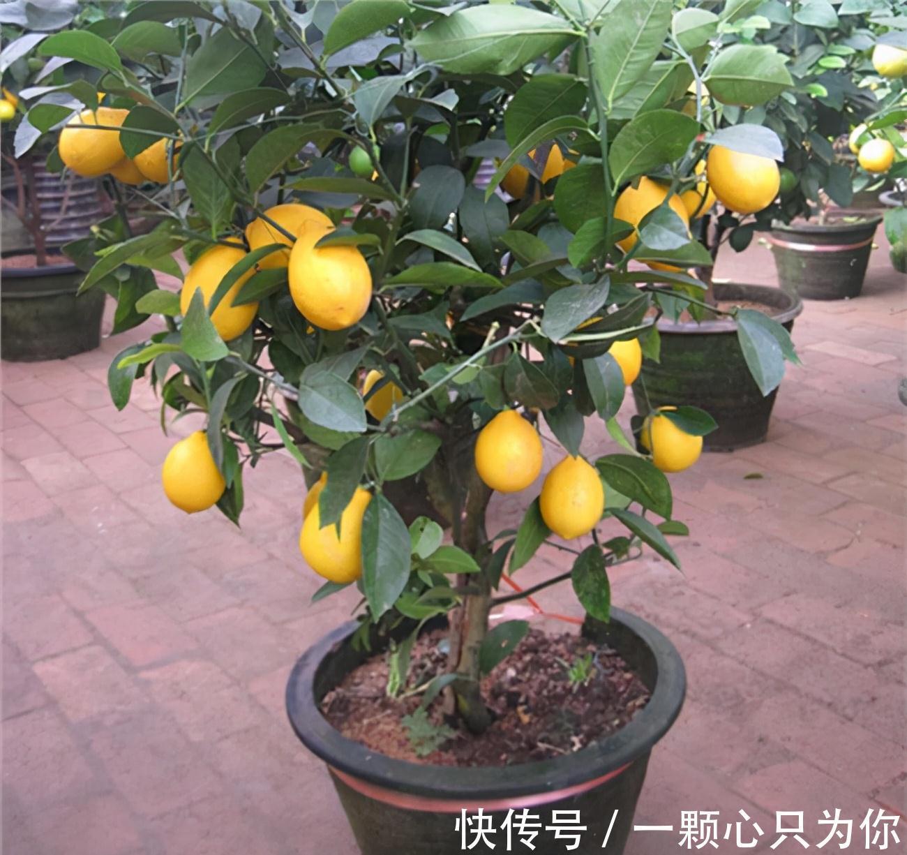 4种“杀菌花”，冬天养几盆，清香漂亮，空气清新，家里人少生病