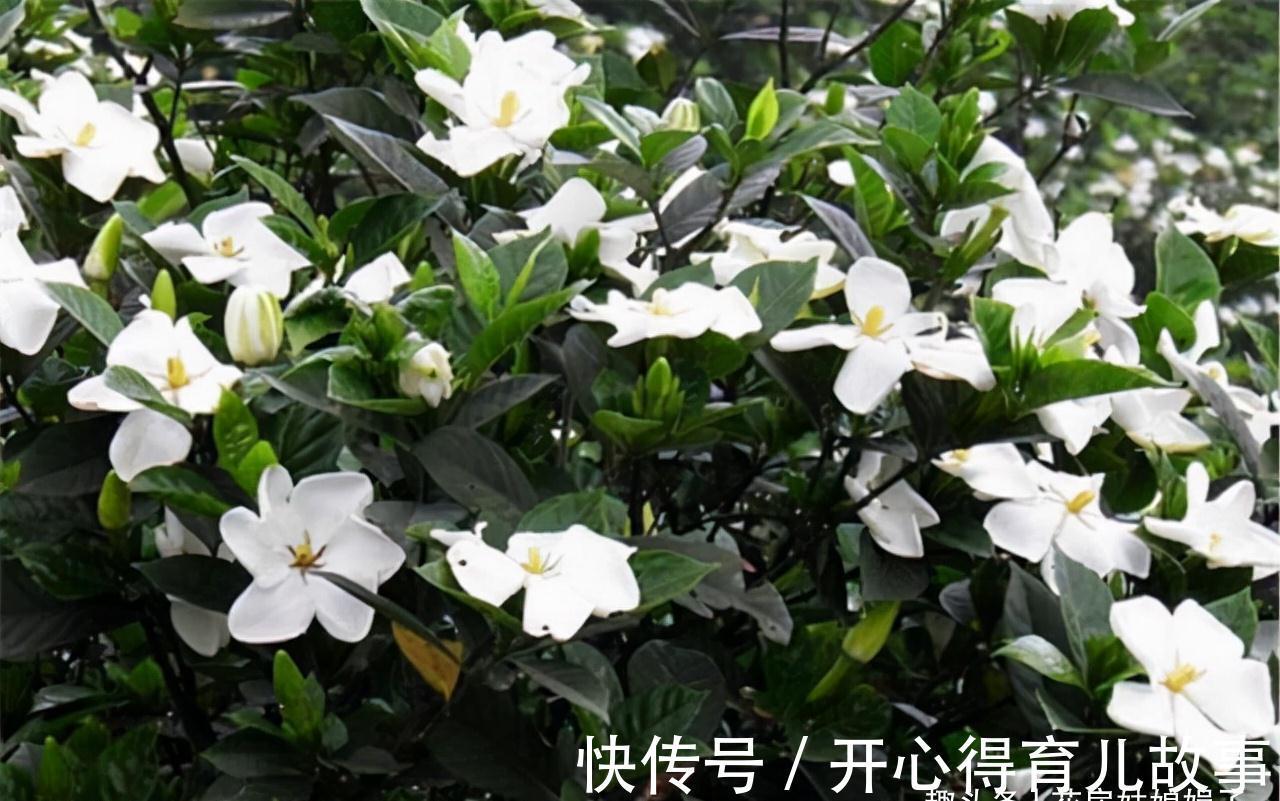 这八种花卉的香味堪比“香水”,阳台上栽一盆，花香就能飘满屋