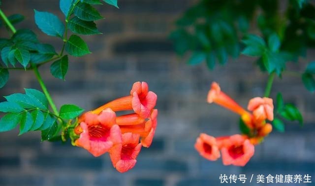 楼顶养花,做好3件事,否则空中花园变“空中危楼”!