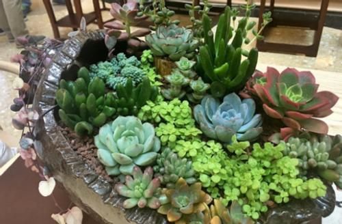 日常养花该准备什么肥？自制这3样就不错，肥效温和、材料易得