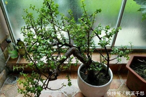 还养花现在很多人都养这“1种绿植”，枝干一变粗，就值钱了！