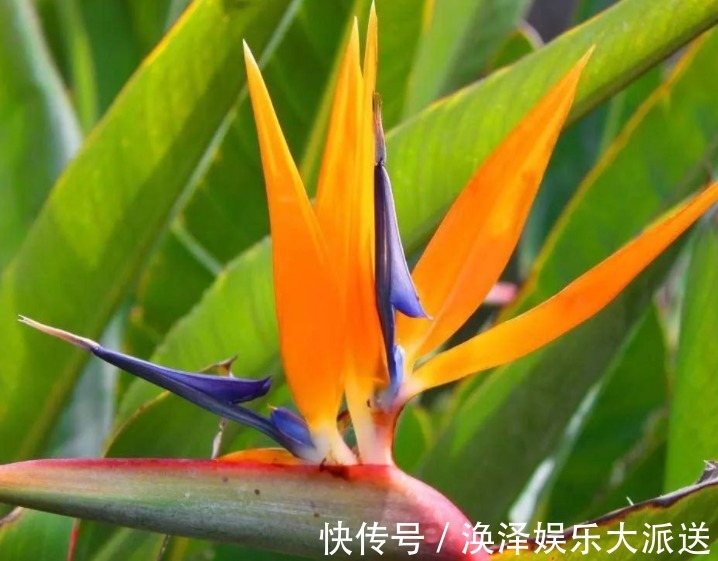 蹭蹭|花型奇特的鹤望兰怎么样，养护的方法看这里，养出的花卉蹭蹭长