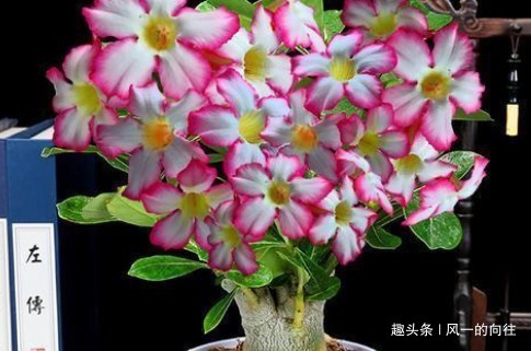 快要临近夏天，这3种花号称“热不死”，天越热花开的越旺