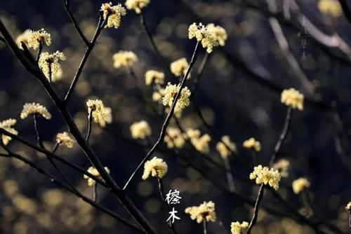 老年|檫木，江南早春最美野花，这几天已经开爆，赶紧去山野看看吧