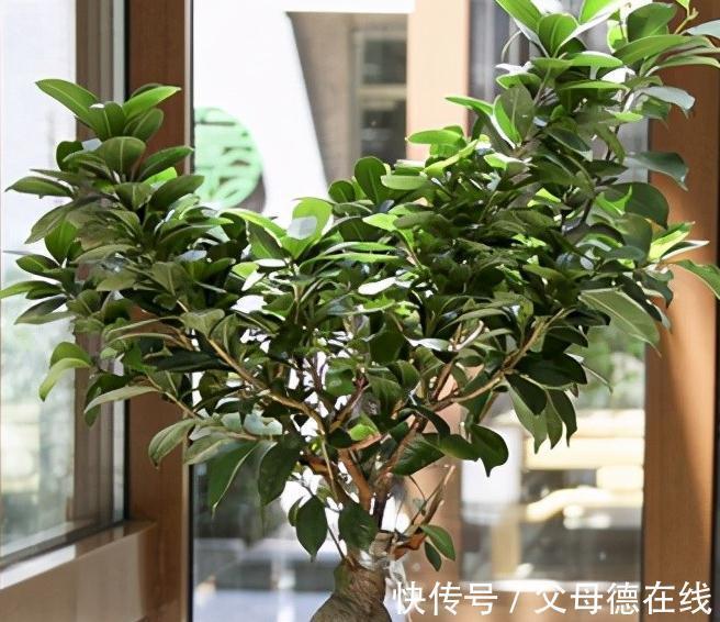 盆景|榕树盆景形态九美,要想养护好,这2个关键点要掌握
