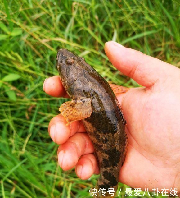 野钓|大量丑怪“小黑鱼”,盘踞山下小河,这鱼一百多一斤