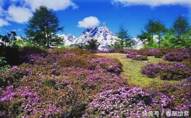 香格里拉最美7大花海，美到犯规！！