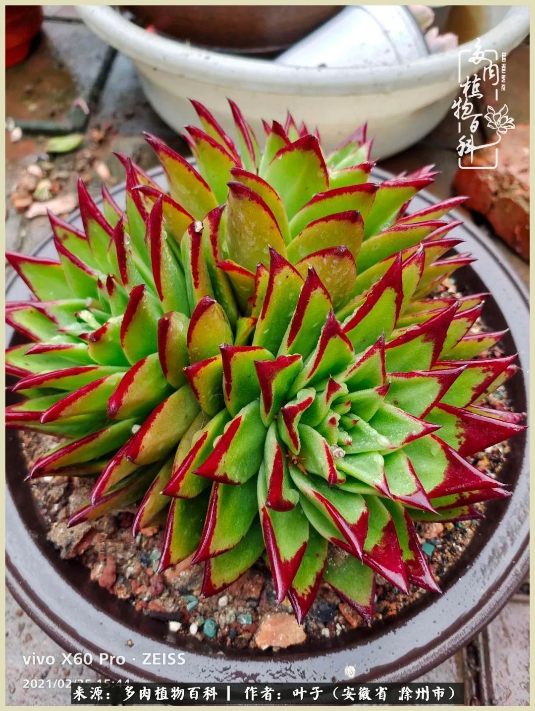 多肉相伴的美好时光,对多肉已是痴迷入骨!