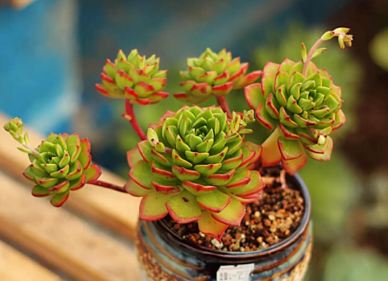 光照|多肉度夏难易招虫?选这3款普货盆栽,漂亮,还不用费神照顾