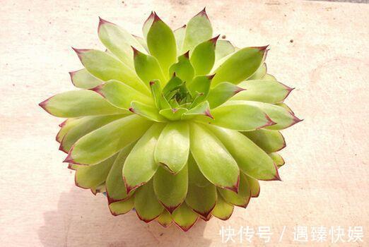 多肉叶片“发软”怎么办浸盆晒太阳,轻松就解决!
