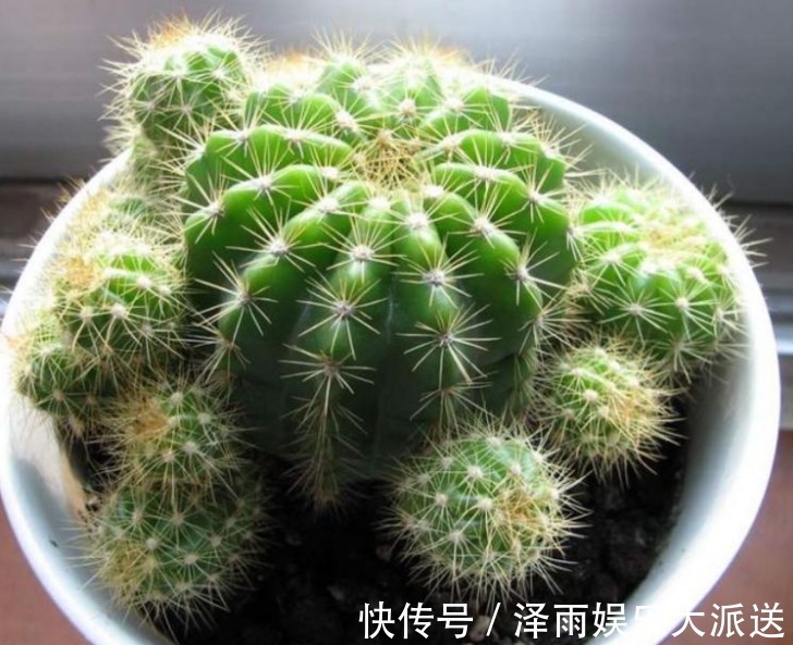 疲劳|4种“护眼花”,电脑旁摆上1盆,缓解眼部疲劳,还防辐射!