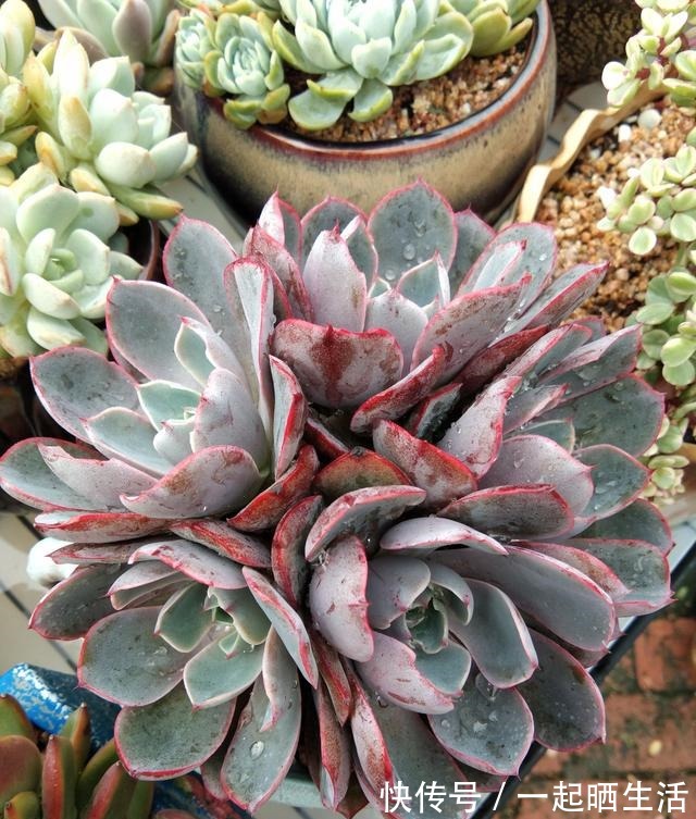 入秋后多肉如何变美，看看对比照来学习养护经验！