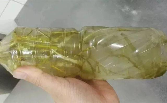 富贵竹不生根这种“液体”泡10天,冒出一圈小白根,再不黄叶