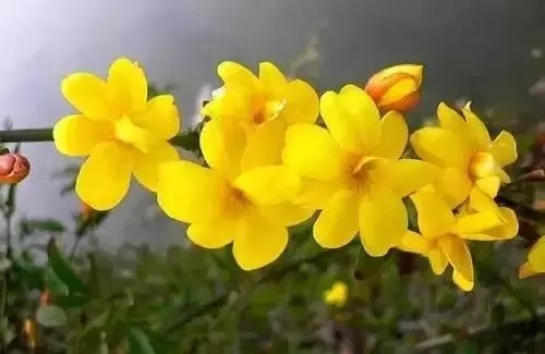 瑞香花|全国56市市花,太美了