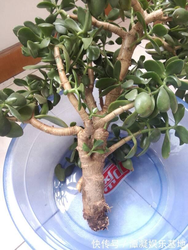 6种花淋雨就会“烂”，下雨最好放屋里，别忽视