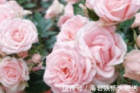 窗台上就养这三盆花,一茬一茬的开个不停!清香又好看