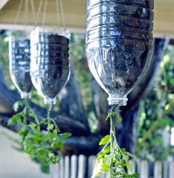 植物|没地种花种菜,没时间浇水几个塑料瓶就能解决,DIY变废为宝