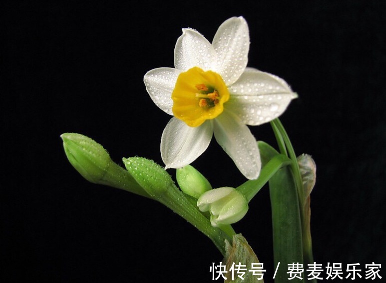 秋季养啥花这5款小花，便宜好养，简单打理就爆盆，花朵压满枝