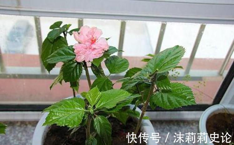 淘米水究竟能不能浇花,适合浇什么花