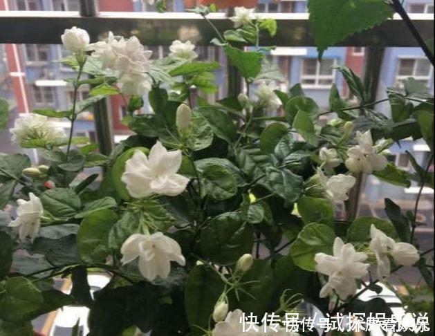 花王|秋天买茉莉,枝头满花苞3点谨慎,别手欠,开成“爆花王”