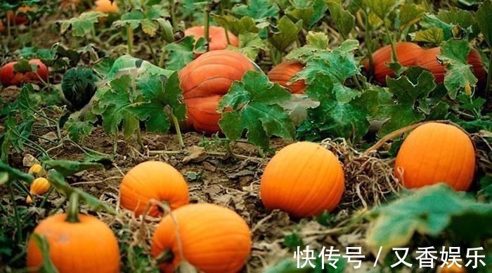 照片&德艺术家把不着片缕的美女隐藏在照片中,人体彩绘伪装下佳人何在