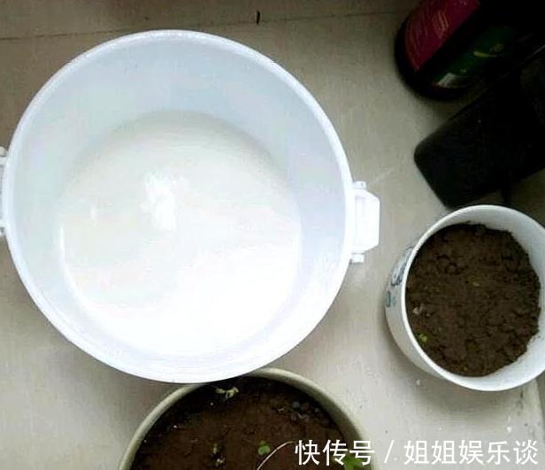 给盆栽花草浇水用它们,一分钱都不花,肥效比专业的强
